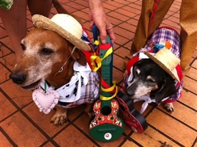 Melhor amigo do homem é o centro das atenções no Pet Day Cãominhada